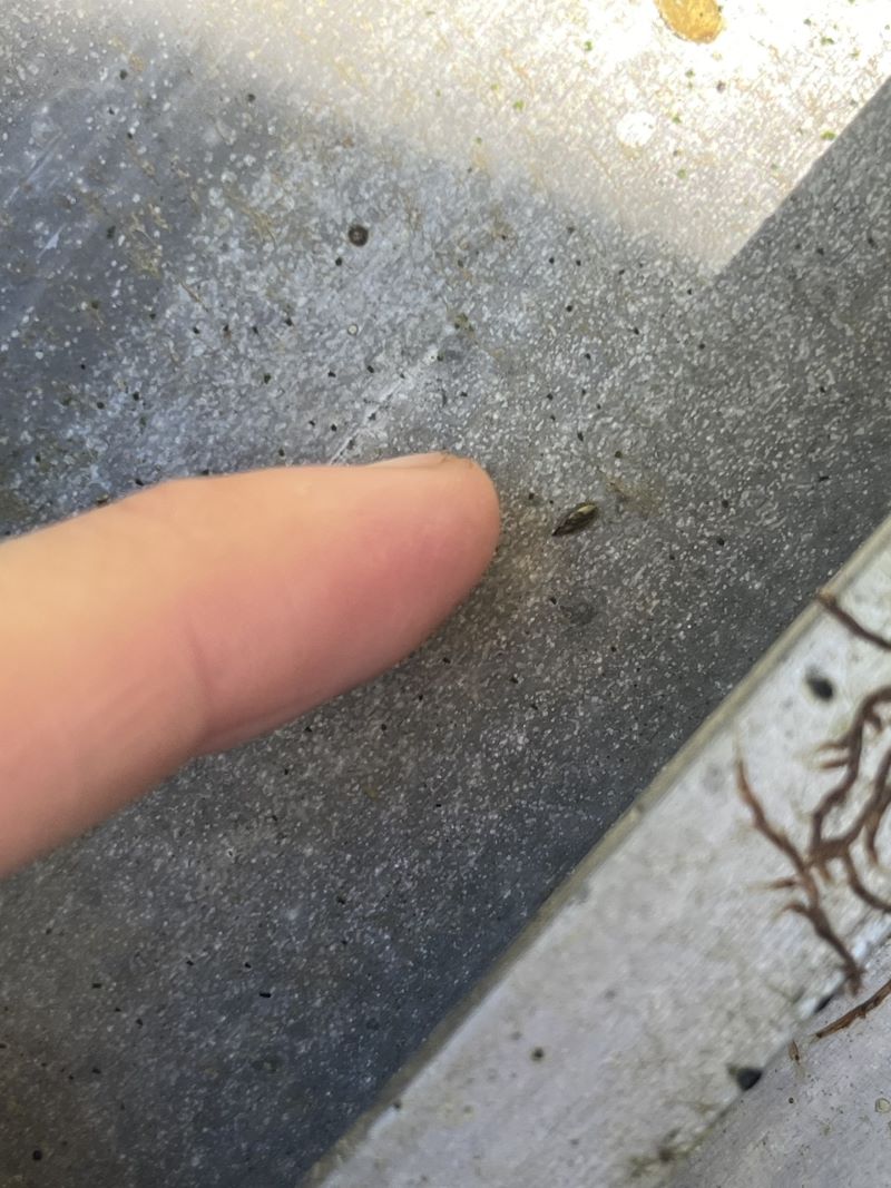 Best course of action to be determined to eradicate zebra mussels from